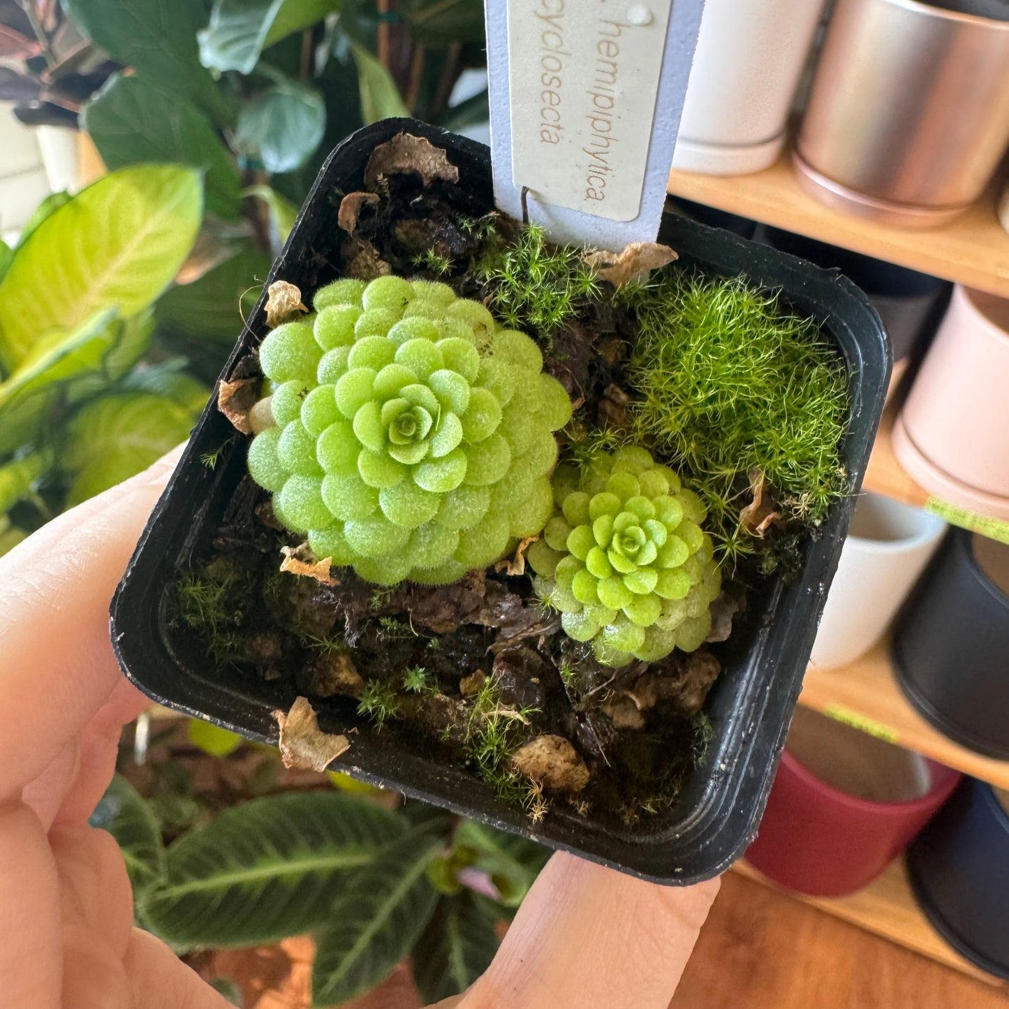 Pinguicula hemiepiphytica x cyclosecta - The Plant Lady SF