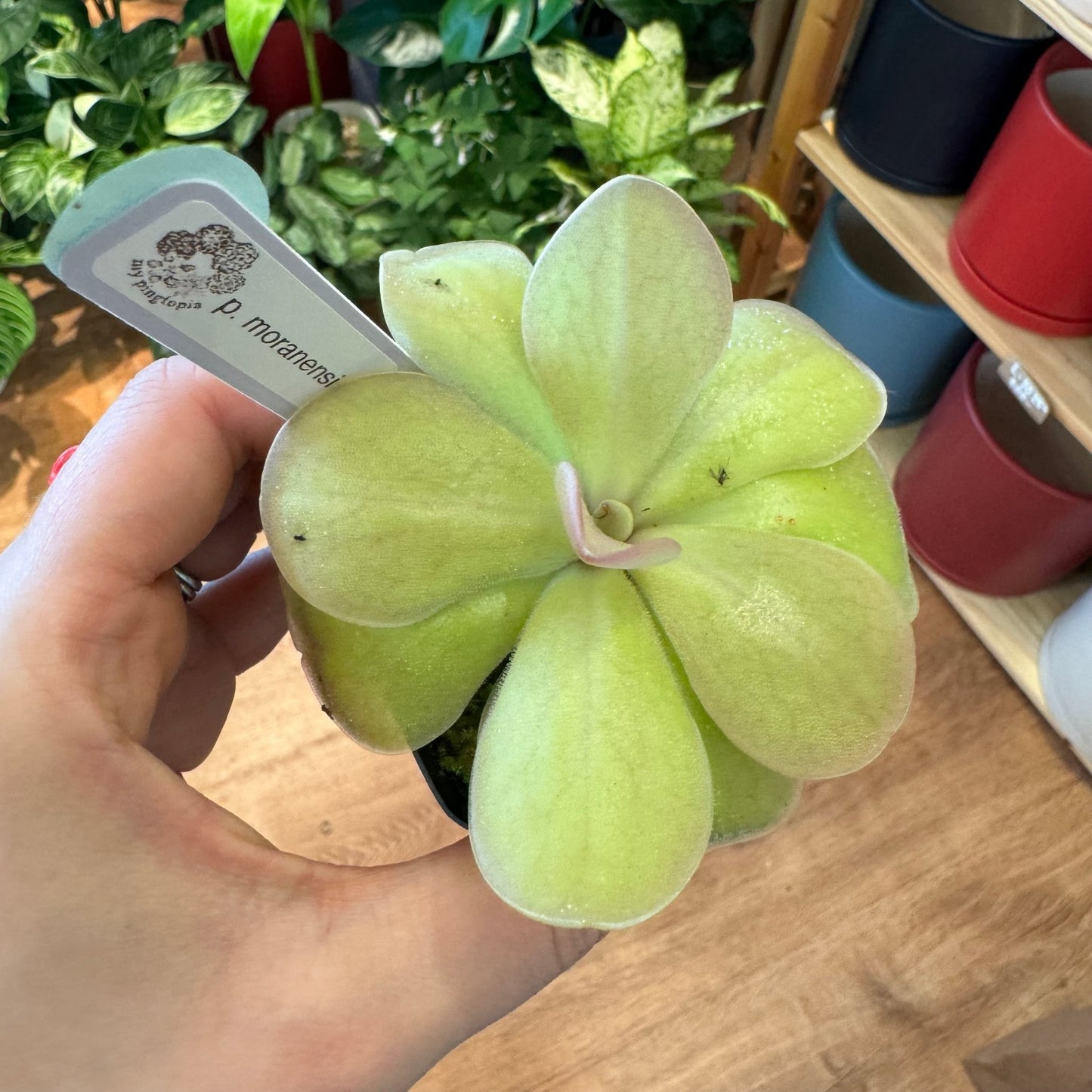 Pinguicula moranensis - The Plant Lady SF
