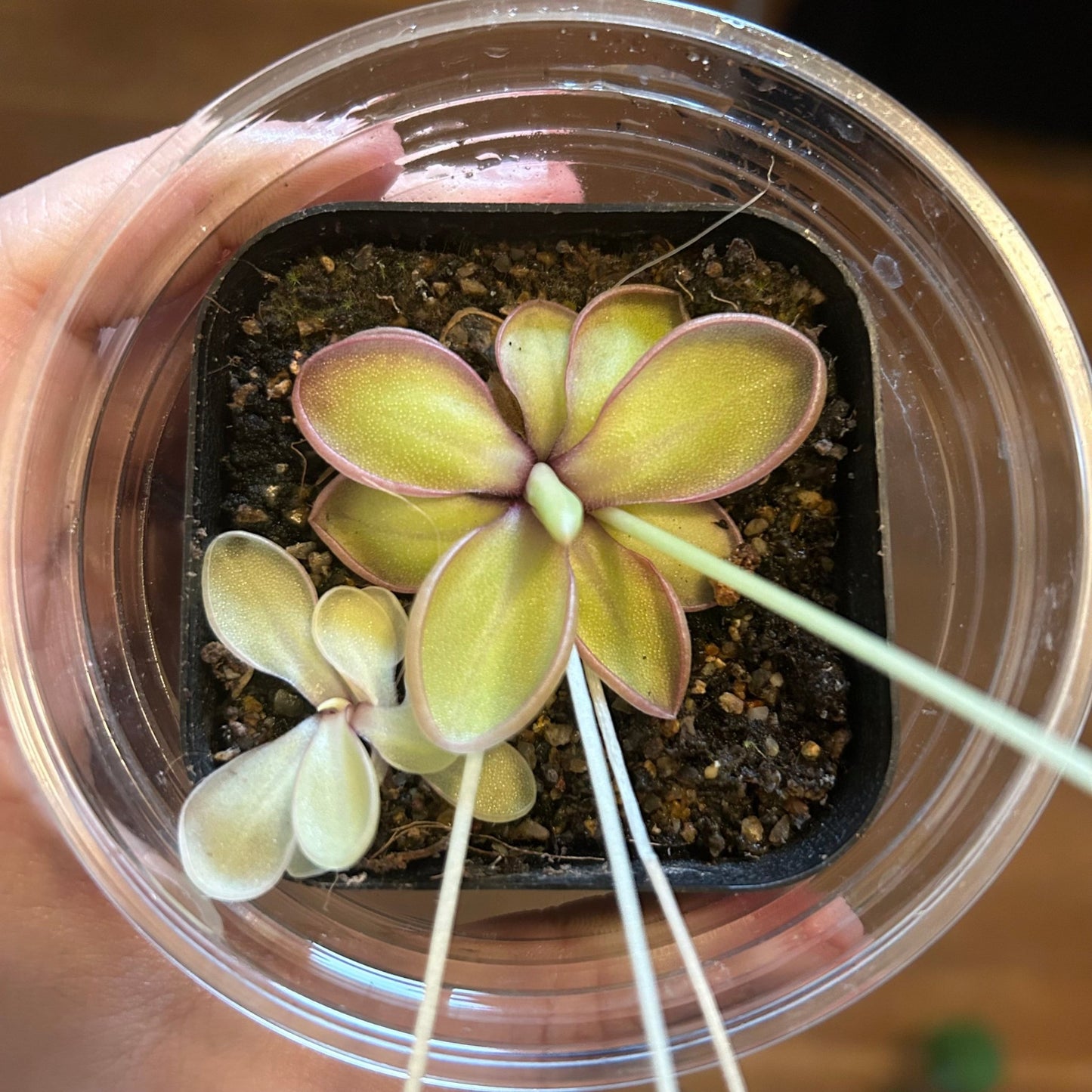 Pinguicula moranensis var. alba x emarginata - The Plant Lady SF