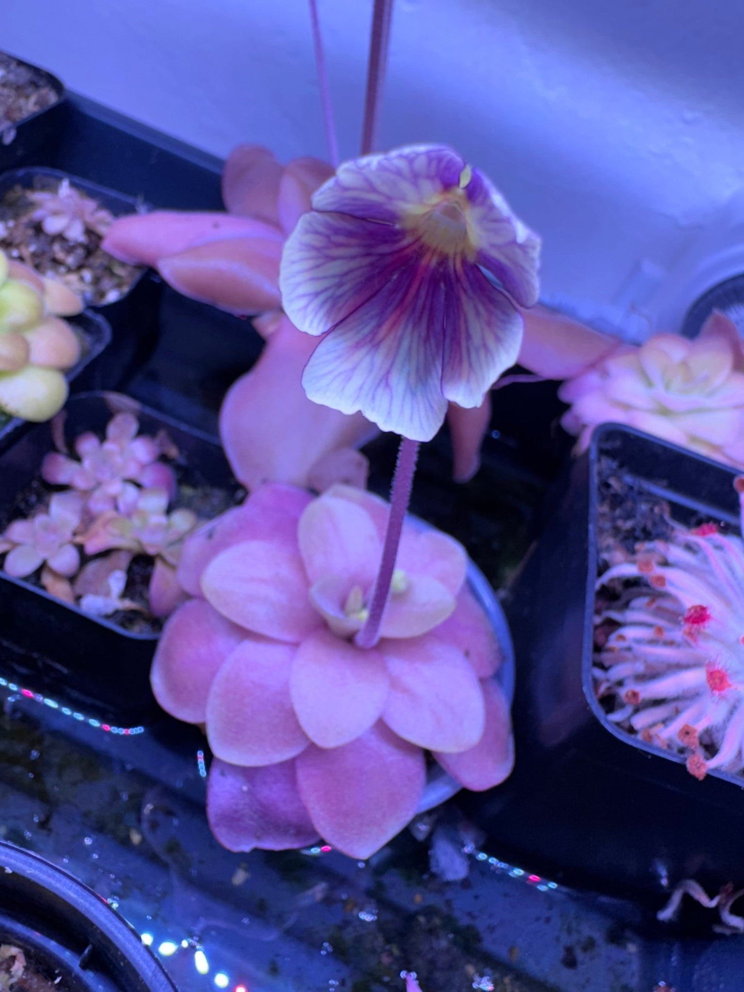 Pinguicula 'Razzberry Blonde' - The Plant Lady SF