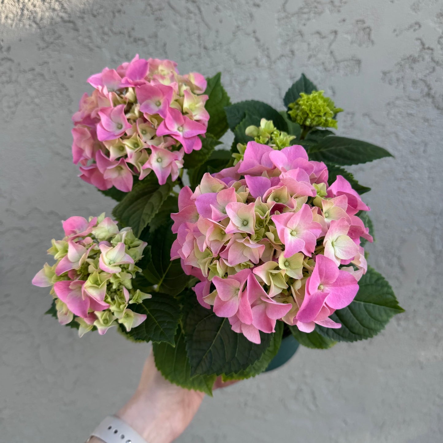 Pink Hydrangea - The Plant Lady SF