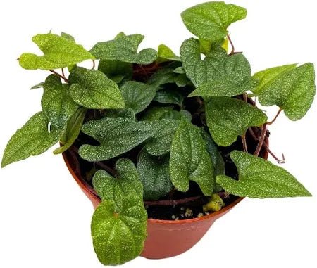 piper species indoor plant Piper 'Silver Flecks'