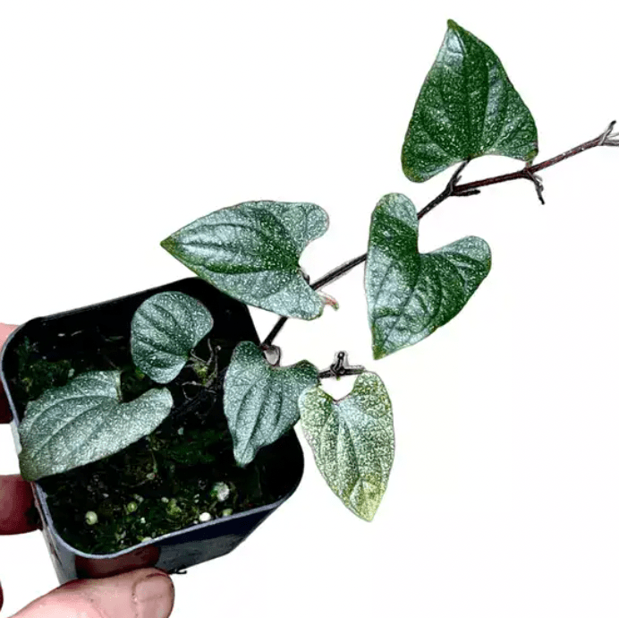 Piper 'Silver Flecks' - The Plant Lady SF