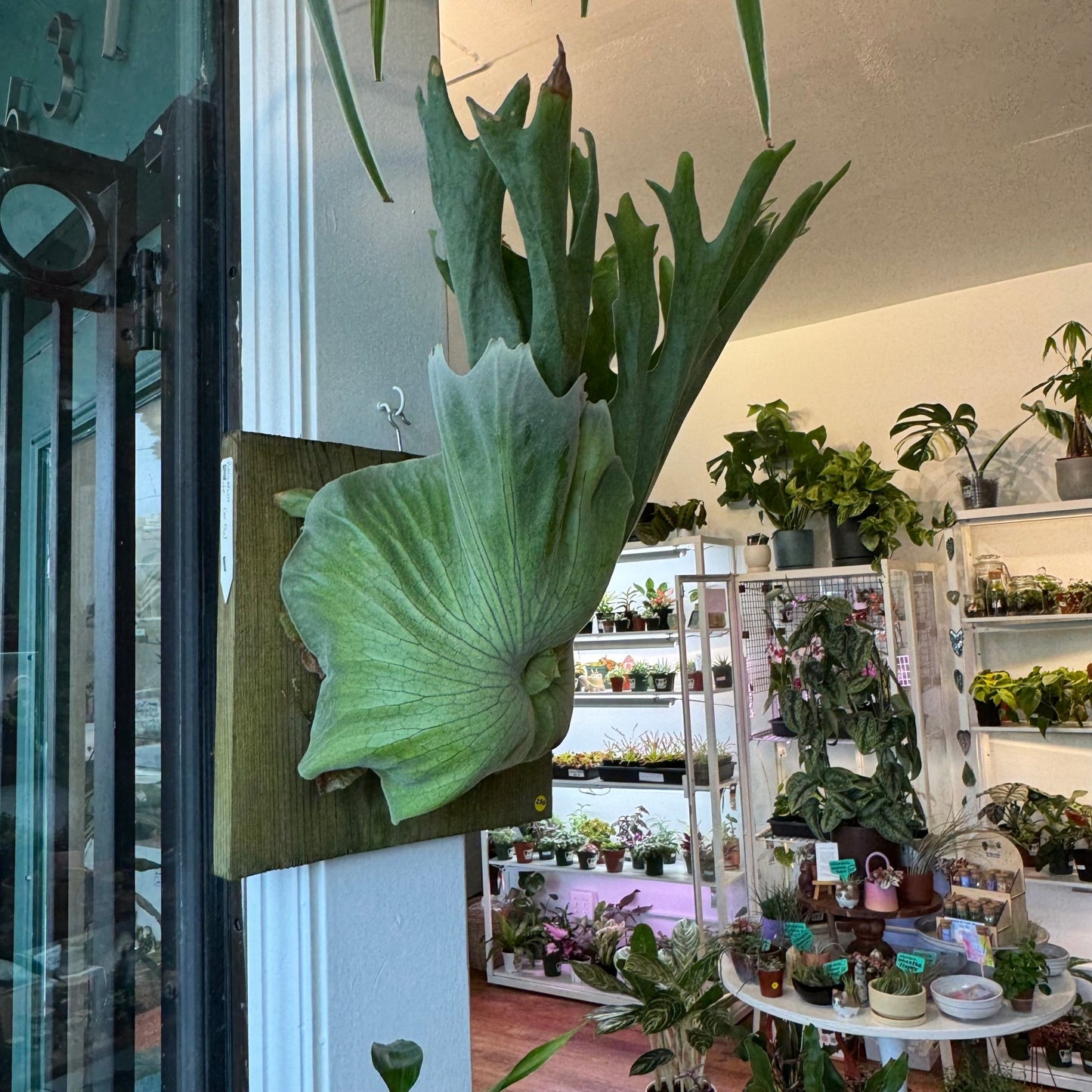 Platycerium grande - The Plant Lady SF