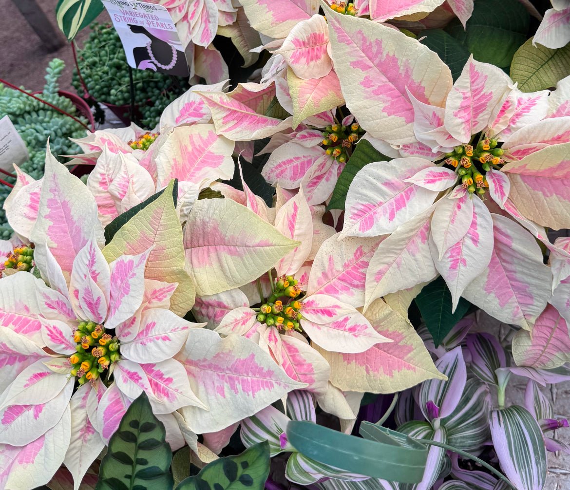 Poinsettia (Euphorbia pulcherrima) - Marble Variegated - The Plant Lady SF