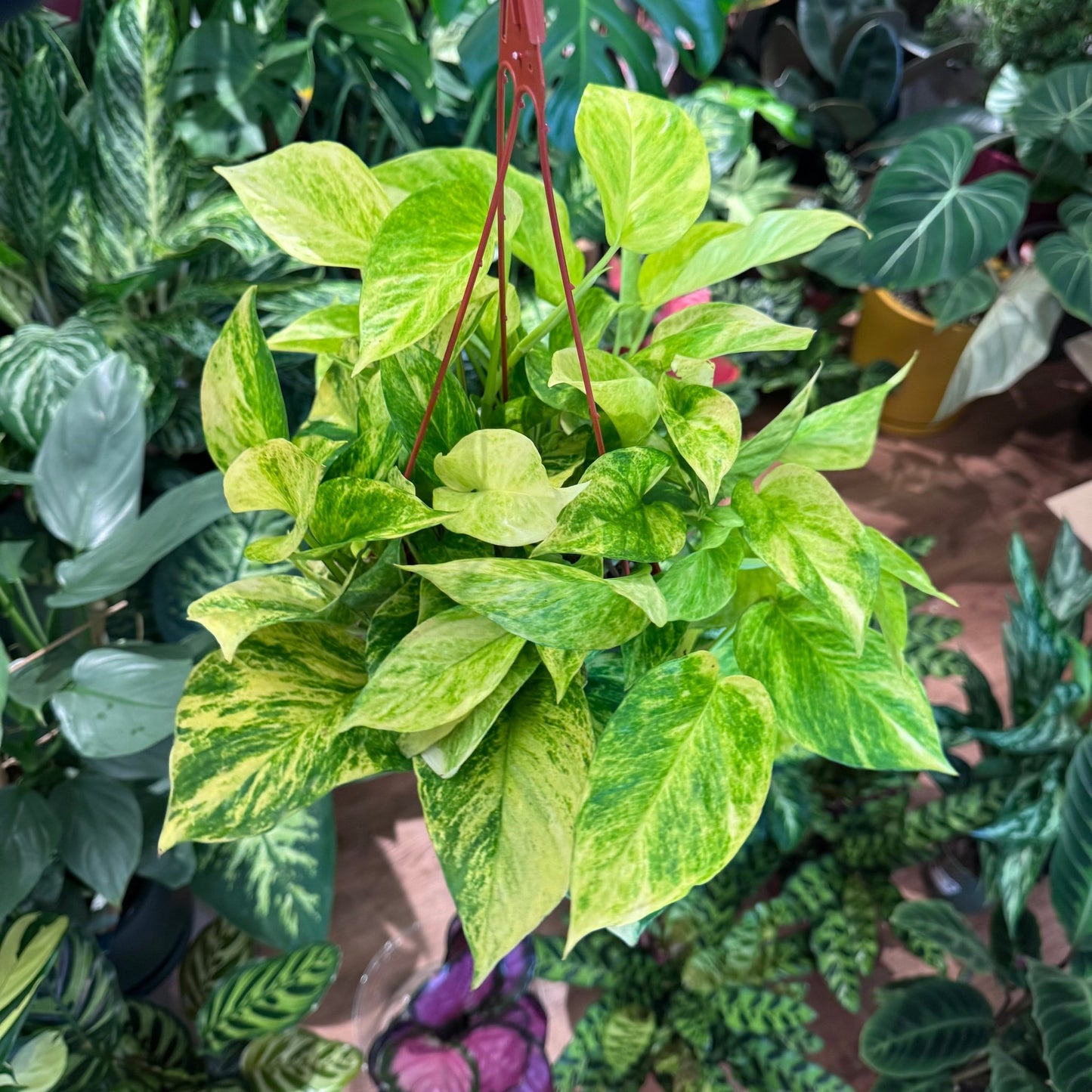 Pothos Epipremnum aureum 'Alta Voltagem' AKA "Neon Queen" - The Plant Lady SF