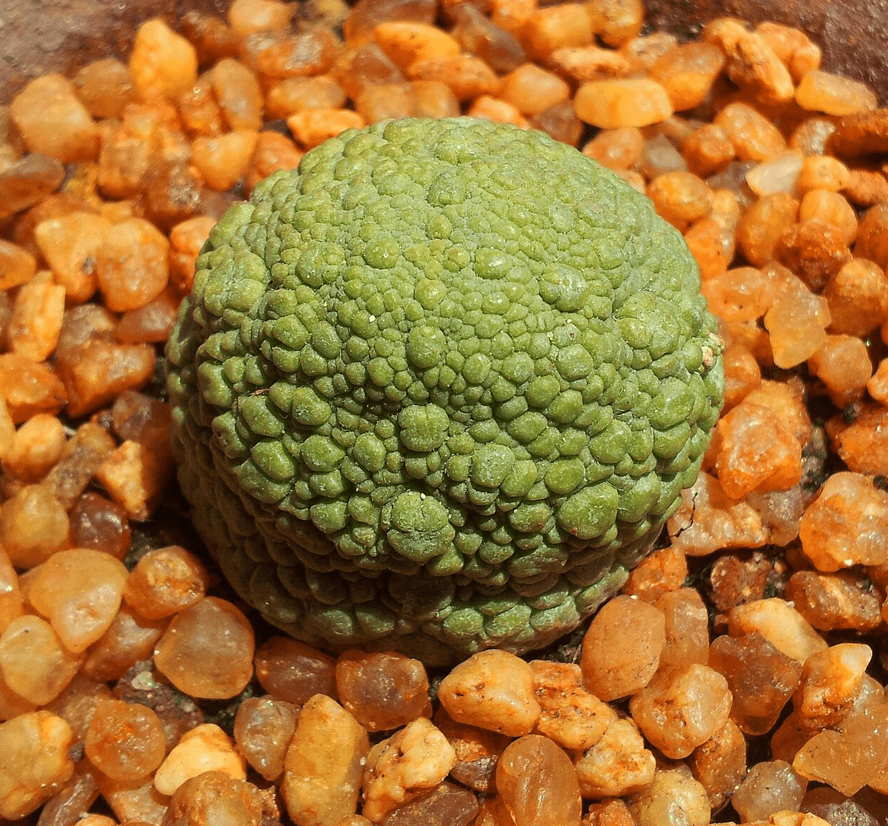 Pseudolithos migiurtinus - The Plant Lady SF