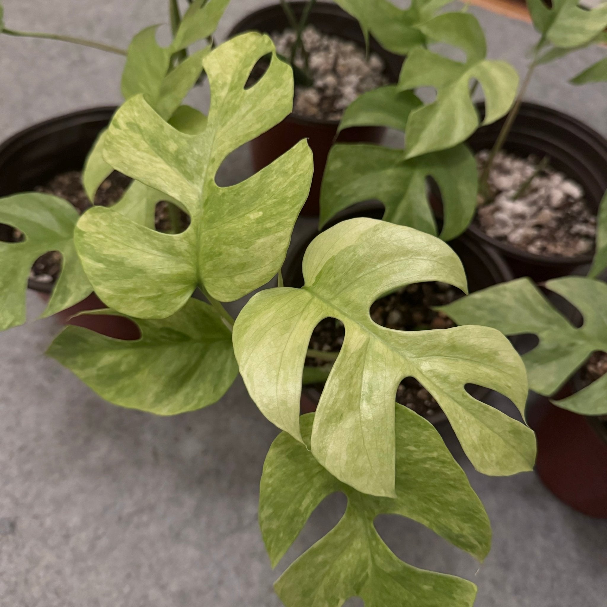 mini monstera variegated Rhaphidophora tetrasperma “Variegated Mint”