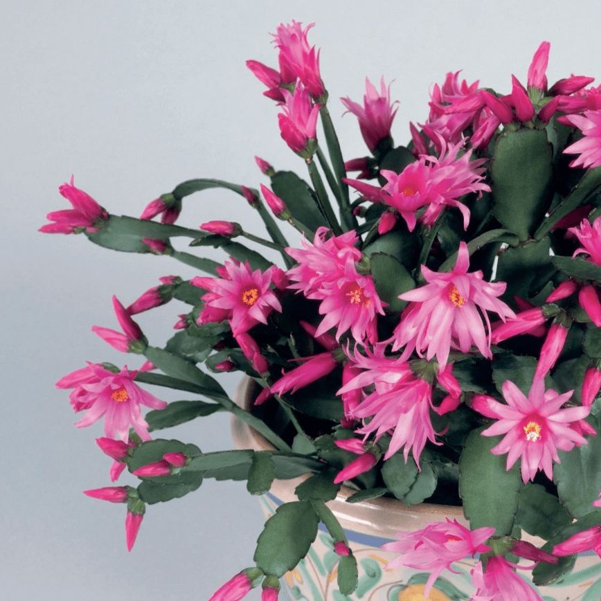 spring cactus house plant Rhipsalidopsis gaertneri (Spring Cactus or Easter Cactus)