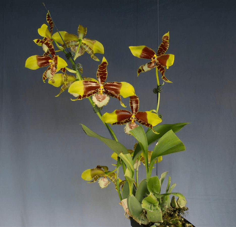 Rossioglossum grande - The Plant Lady SF