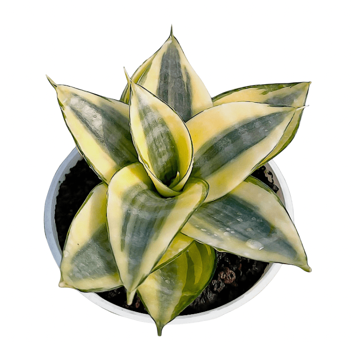 gold snake plant Sansevieria hahnii 'Gold Star' – The Plant Lady SF