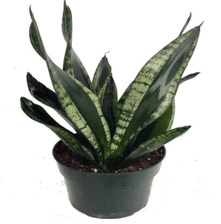 Sansevieria trifasciata 'Whitney' - The Plant Lady SF