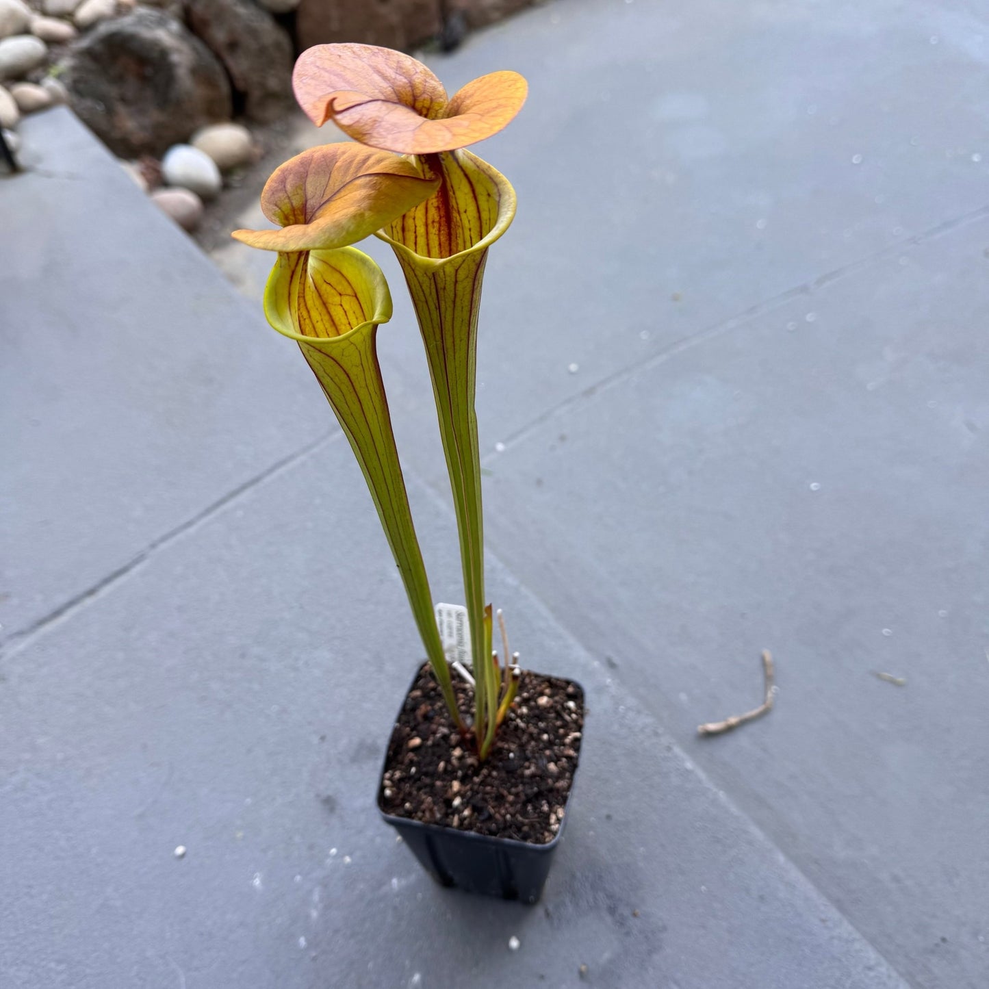 Sarracenia flava var cuprea - The Plant Lady SF