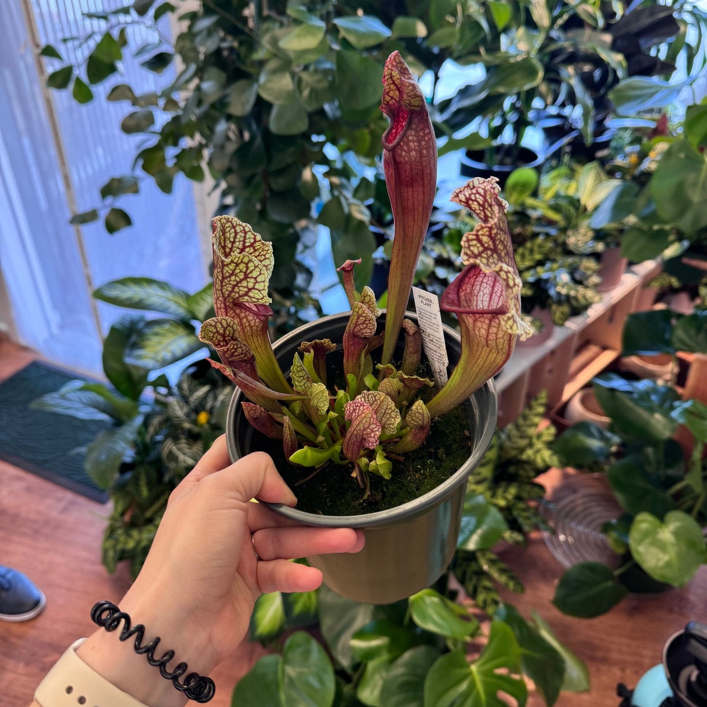 Sarracenia 'White Wizard' - The Plant Lady SF