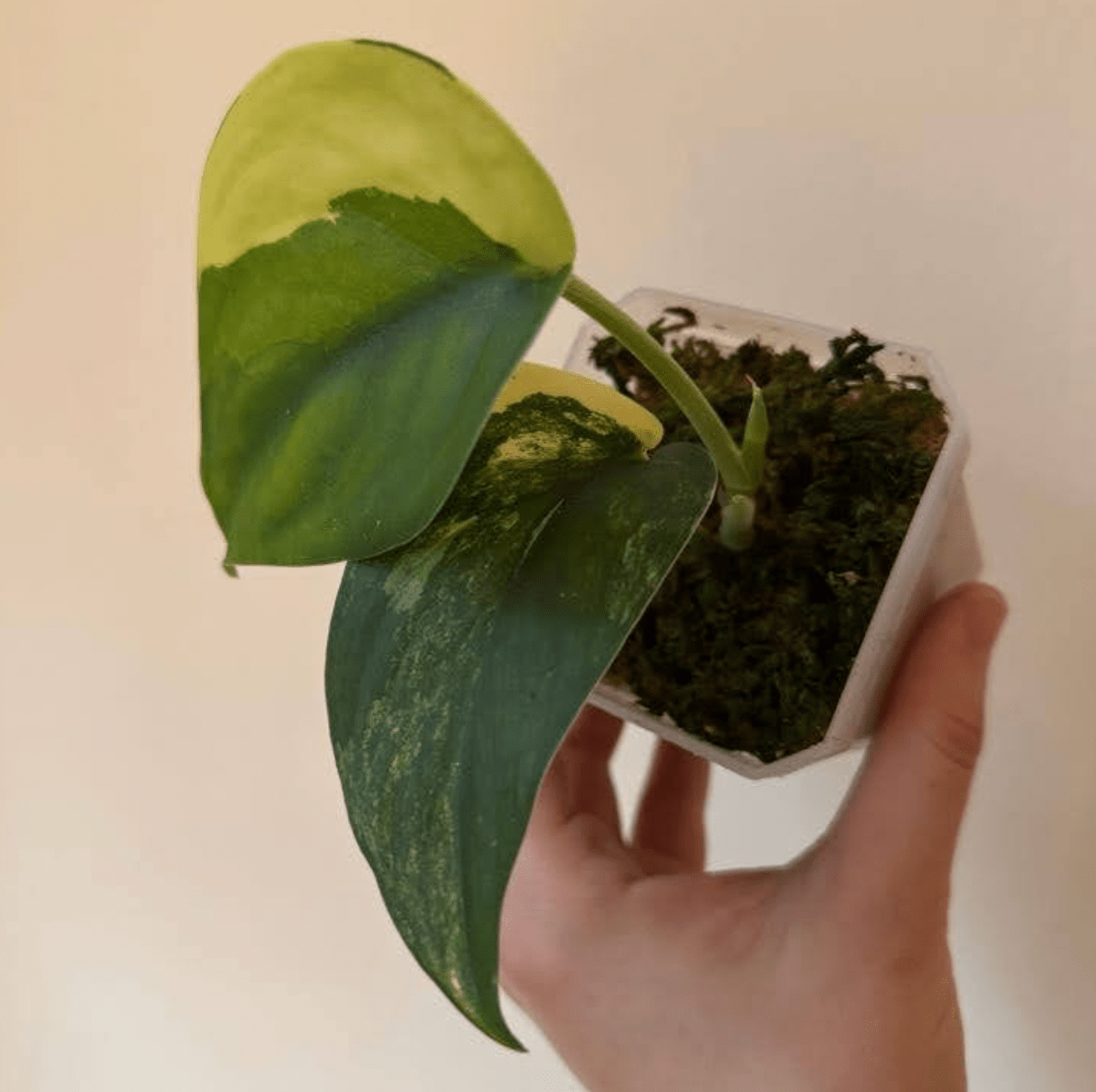 Scindapsus pictus "Jade Satin" var. aurea - varieagata - The Plant Lady SF