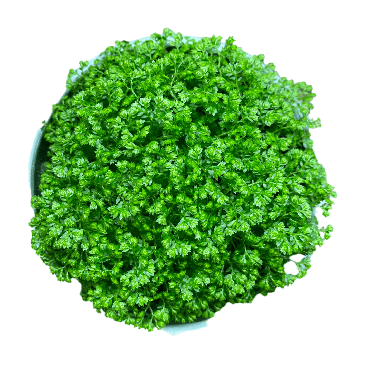 Selaginella Moss Ball - The Plant Lady SF