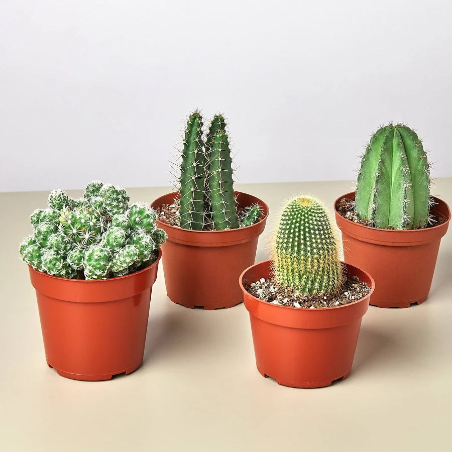 Cactus Assorted 4"