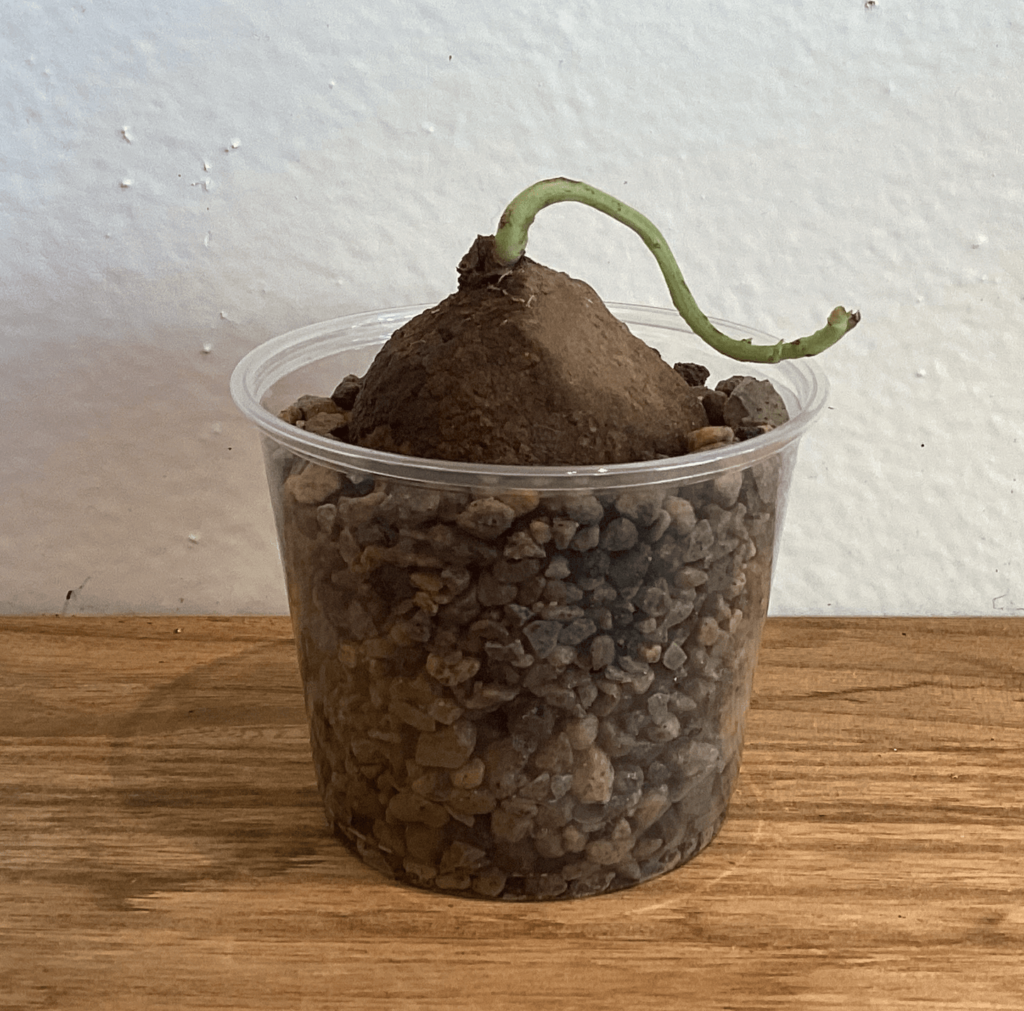 Stephanie erecta - The Plant Lady SF