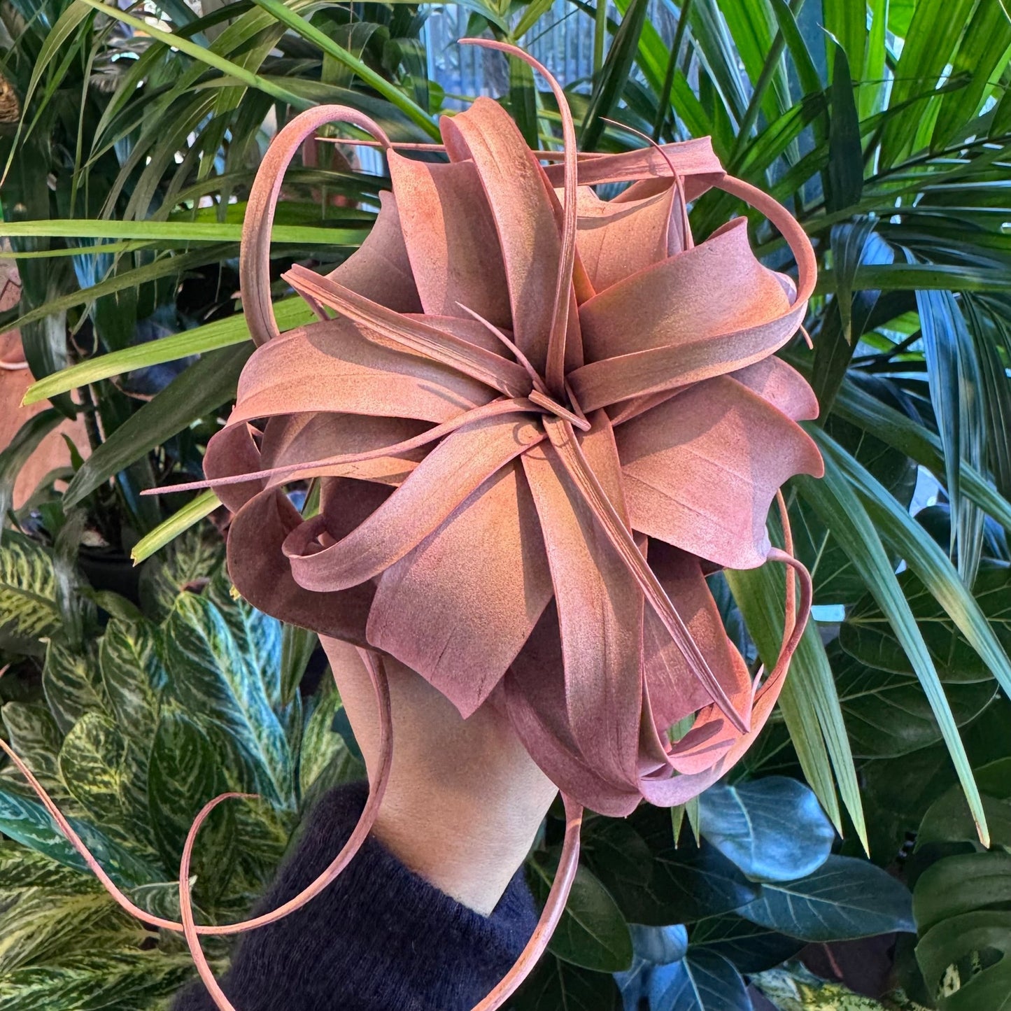 Tillandsia xerographica (Pink Tinged) - The Plant Lady SF