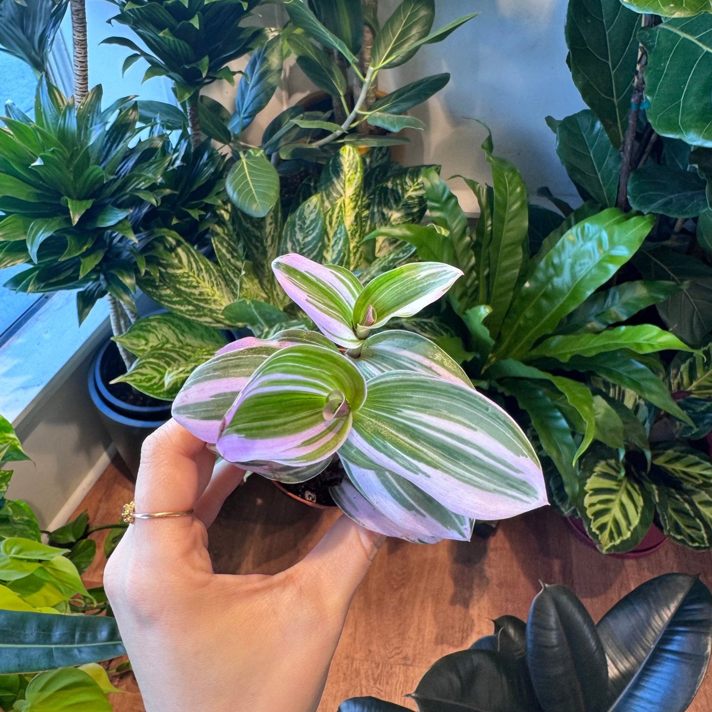 Tradescantia albiflora 'Nanouk' - The Plant Lady SF