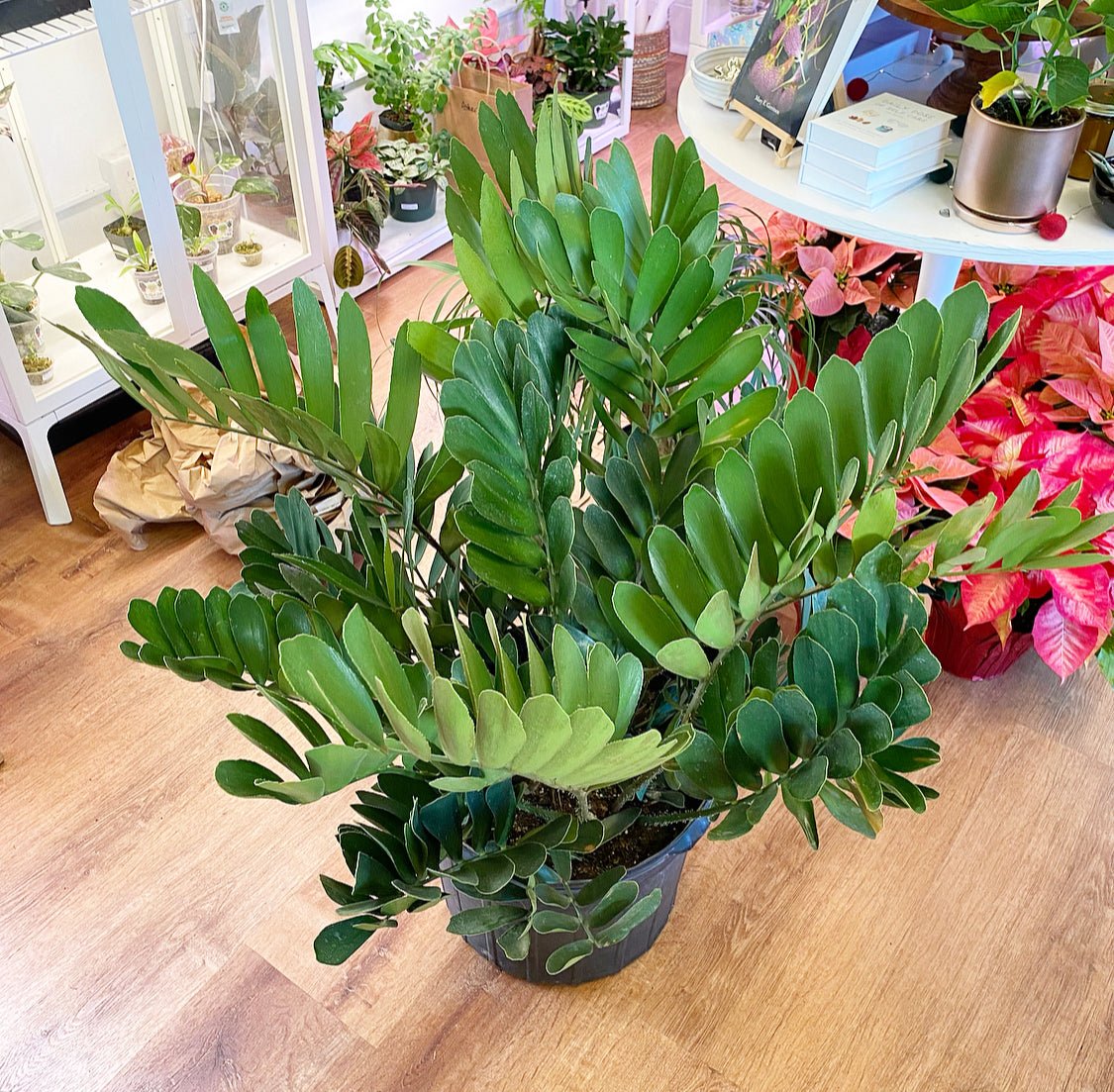 carboard zz plant Zamia furfuracea (Cardboard Palm)