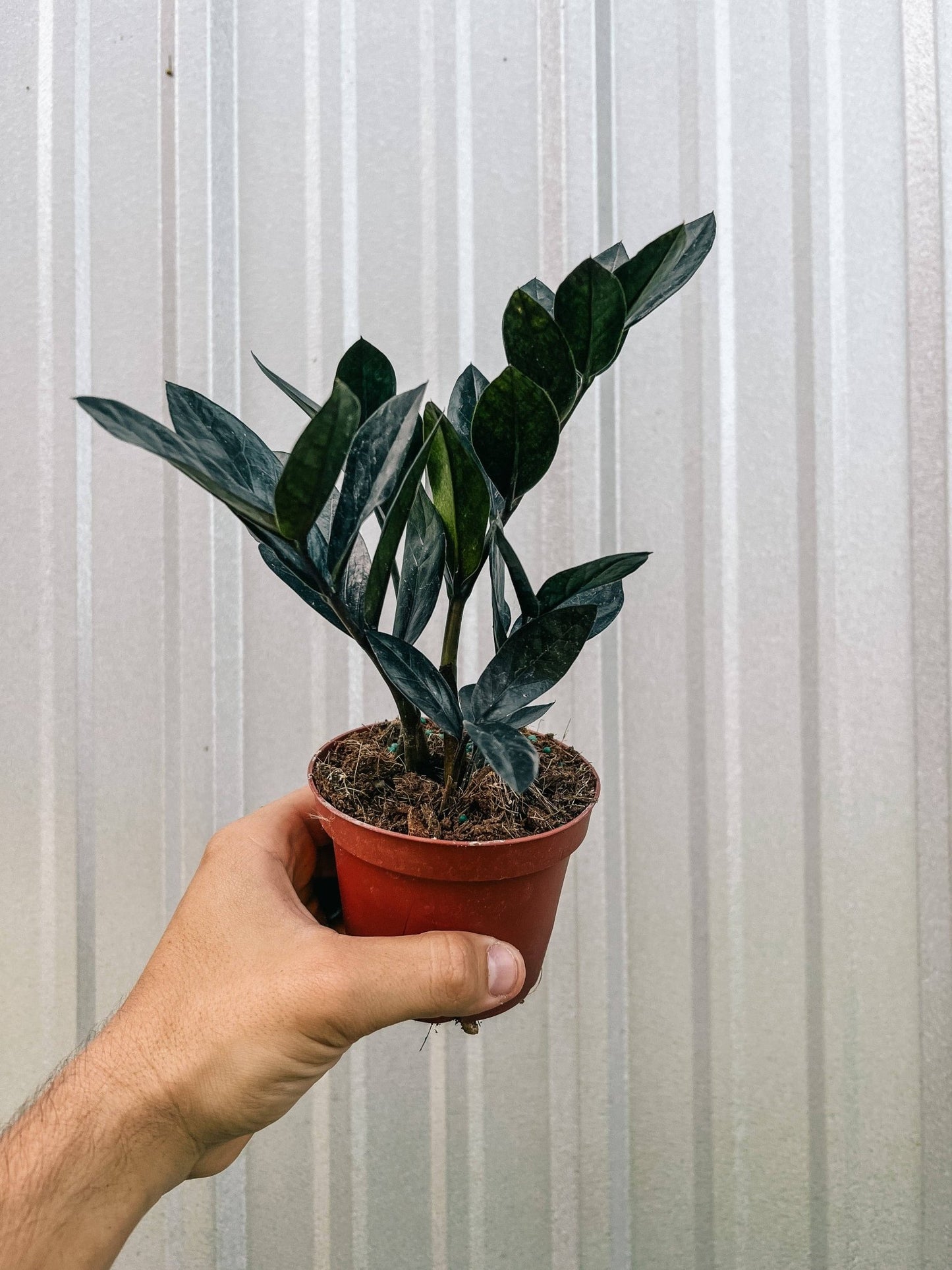 Zamioculcas zamiifolia 'Black Queen' - The Plant Lady SF