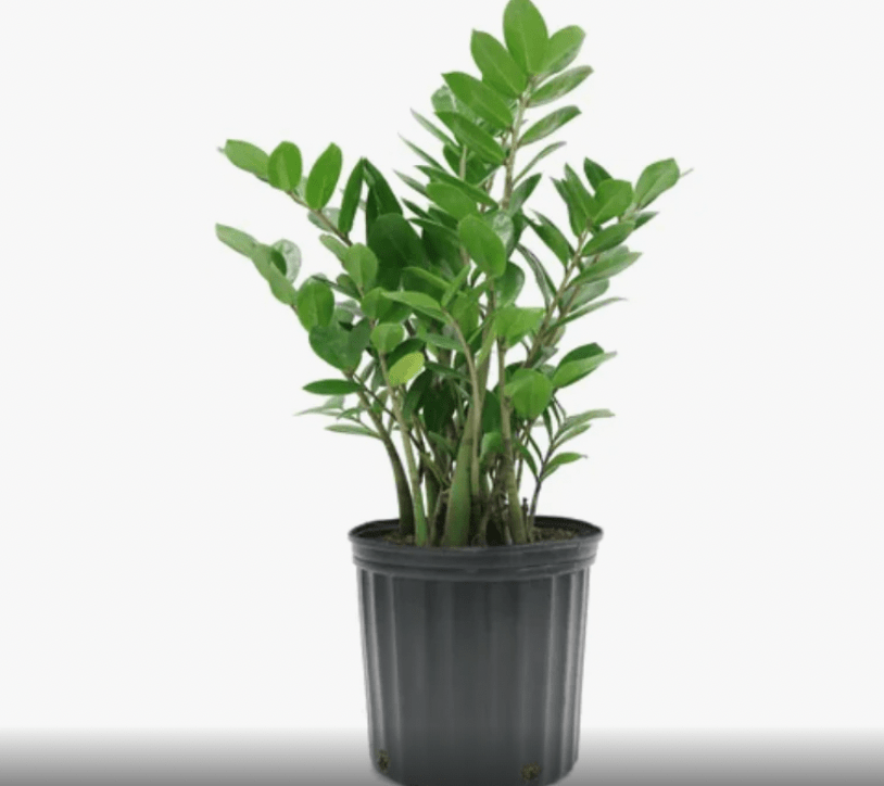 Zamioculcas zamiifolia (ZZ Plant) - The Plant Lady SF