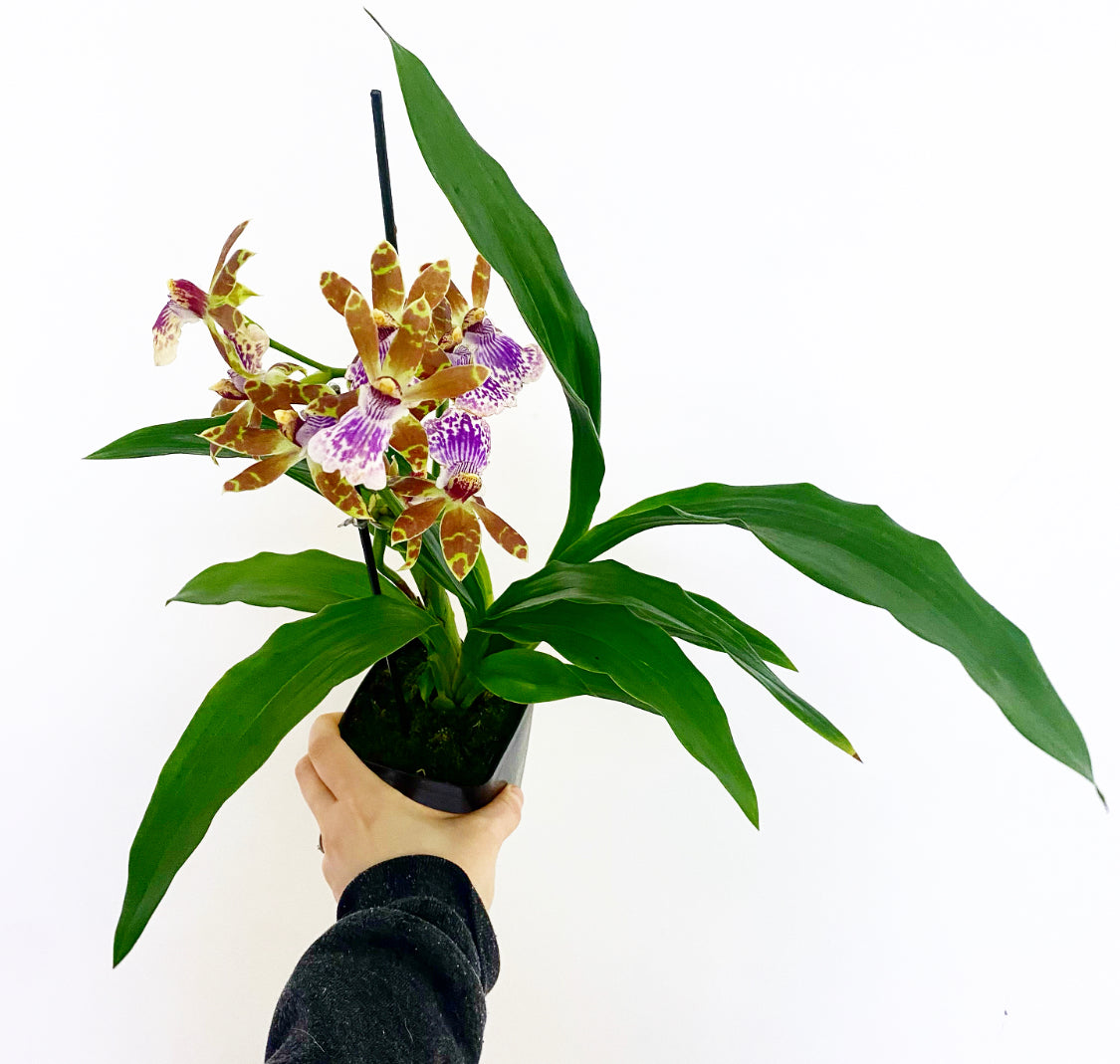 Zygopetalum 'Jumpin' Jack' The Plant Lady SF