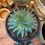 Load image into Gallery viewer, Spiral Aloe (Aloe polyphylla)
