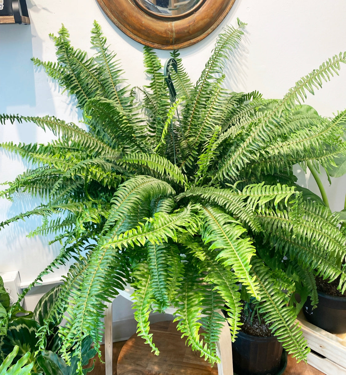 Kimberly Fern