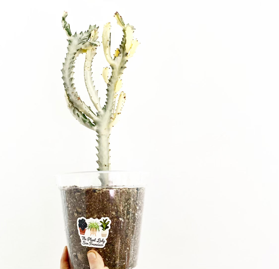 white ghost succulent Euphorbia lactea 'White Ghost' – The Plant Lady SF