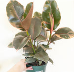 Load image into Gallery viewer, Ficus elastica &#39;Ruby&#39;
