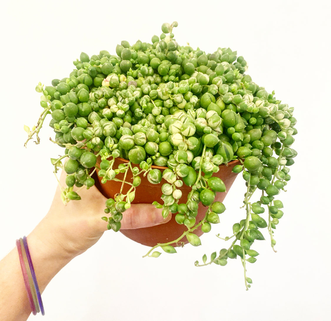 String of Pearls - Variegated
