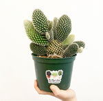 Load image into Gallery viewer, Bunny Ear Cactus (Opuntia microdasys)
