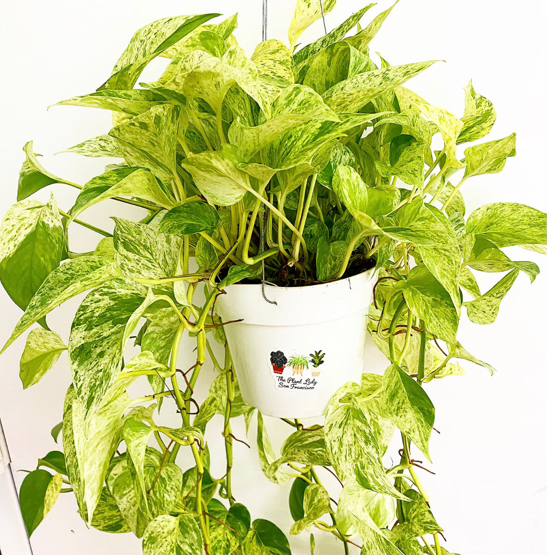 Pothos 'Snow Queen'