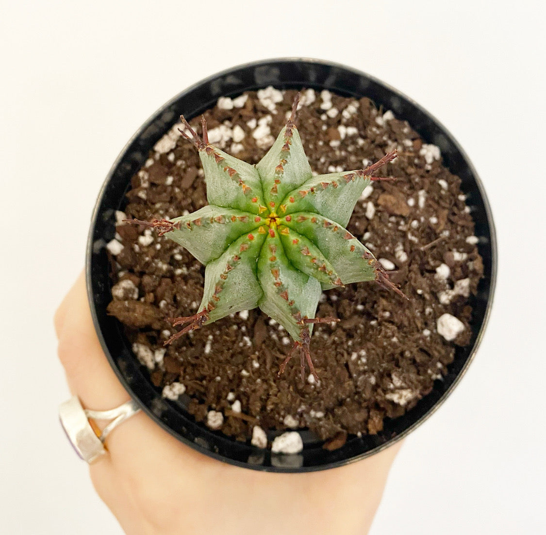 Pincushion euphorbia (Euphorbia horrida) The Plant Lady SF