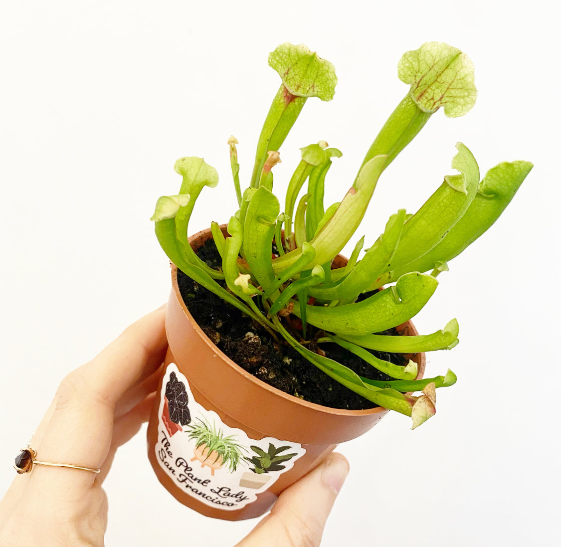 Sarracenia 'White Wizard'