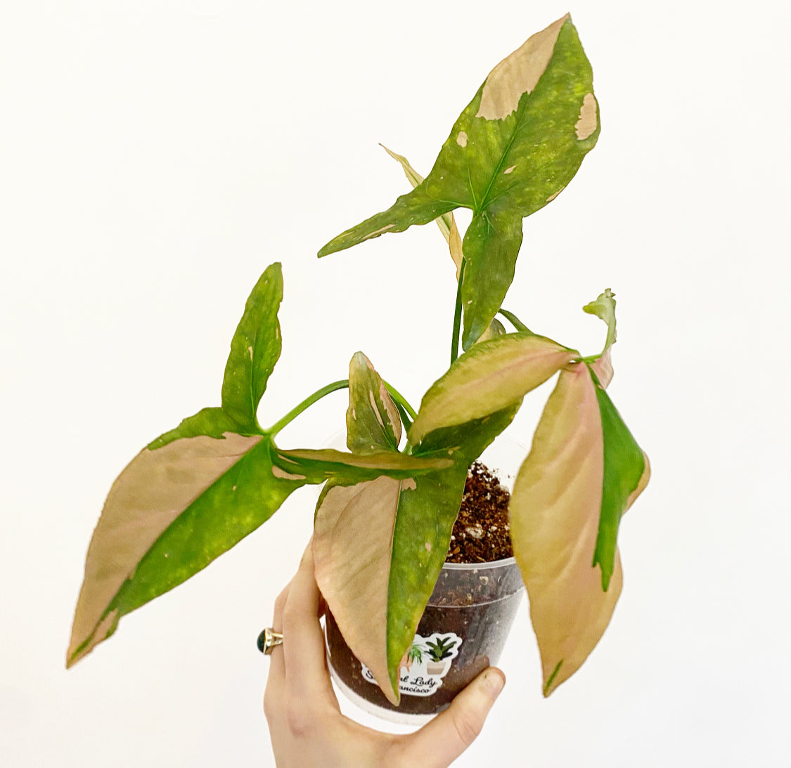 Syngonium 'Pink Splash' The Plant Lady SF