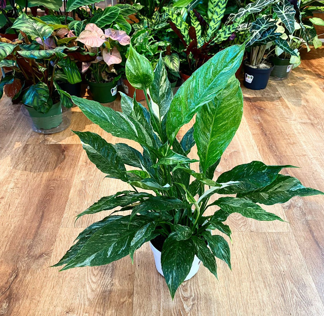 Spathiphyllum 'Domino' (Variegated Peace Lily)