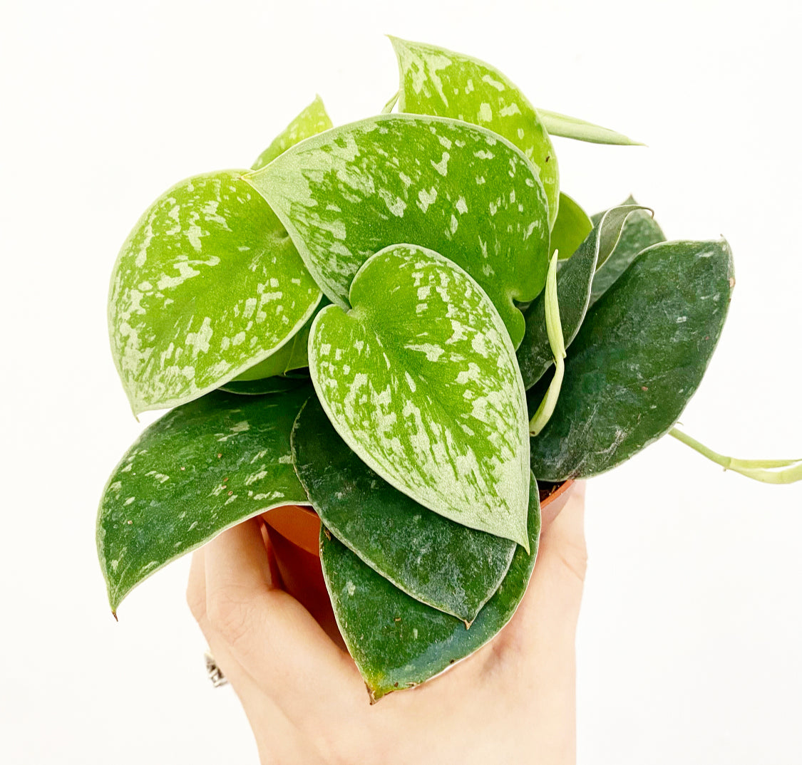 Scindapsus pictus 'Silvery Ann'