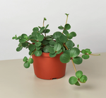 Load image into Gallery viewer, Peperomia tetraphylla  &#39;Hope&#39;
