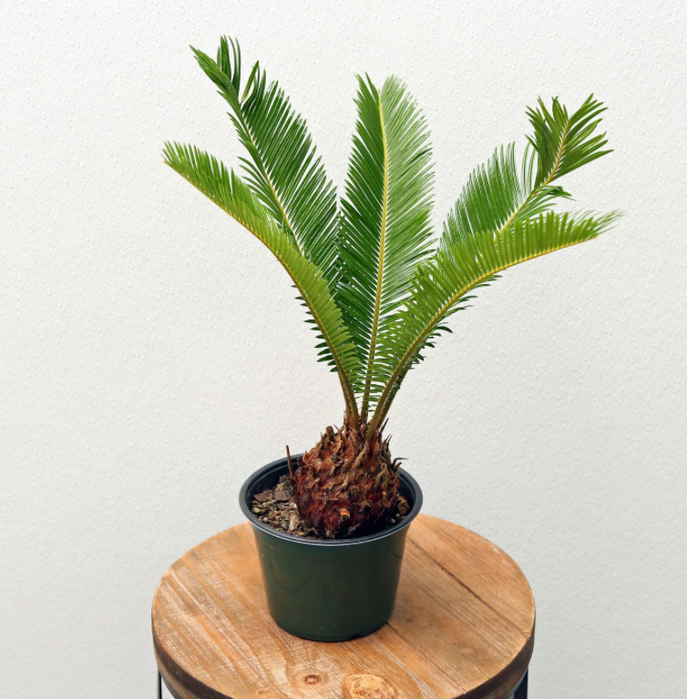 Sago Palm