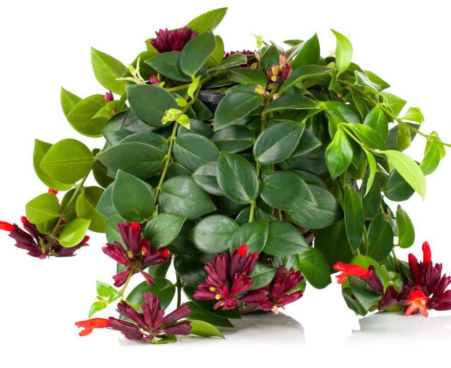 Aeschynanthus 'Mona Lisa' (Lipstick Plant)  The Plant Lady SF