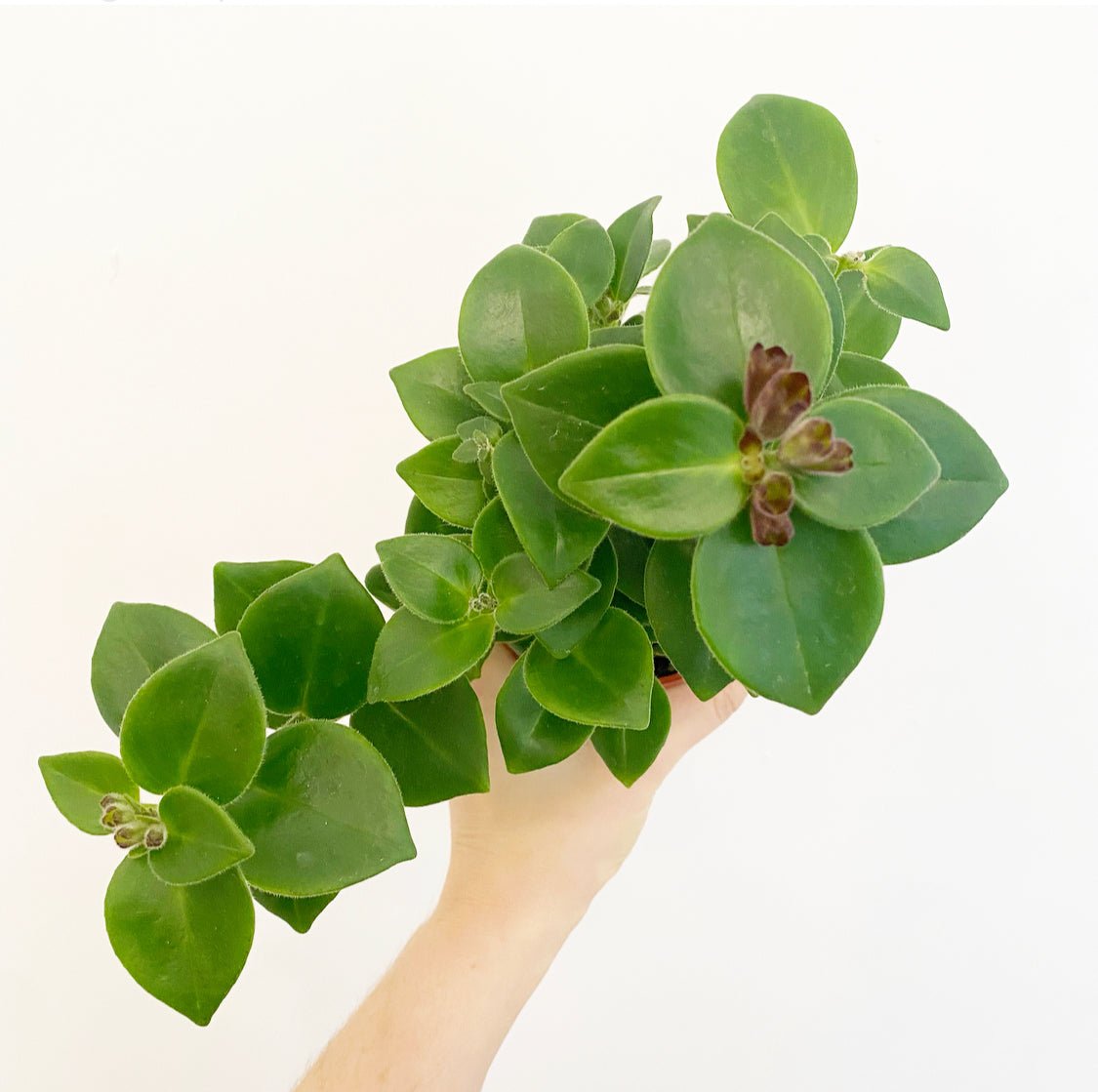 Aeschynanthus 'Mona Lisa' (Lipstick Plant) - The Plant Lady SF