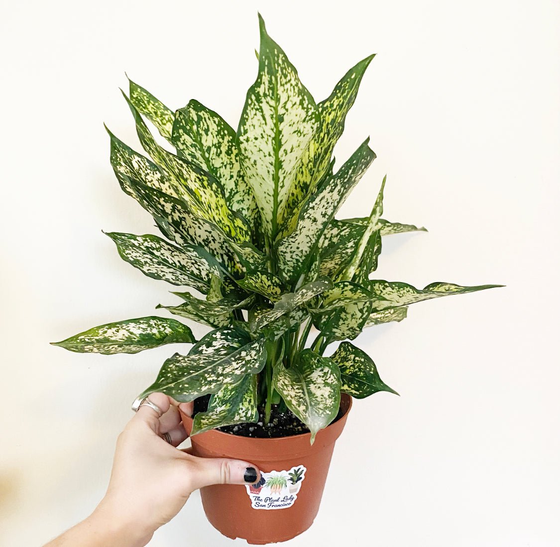 Aglaonema 'First Diamond' - The Plant Lady SF