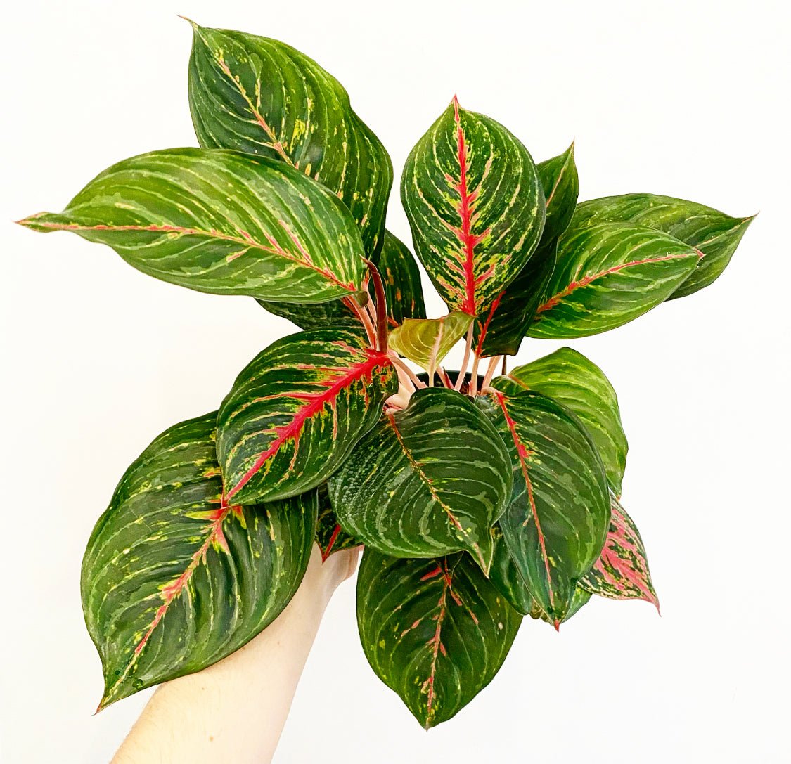Aglaonema 'Garnet Coltrane' - The Plant Lady SF