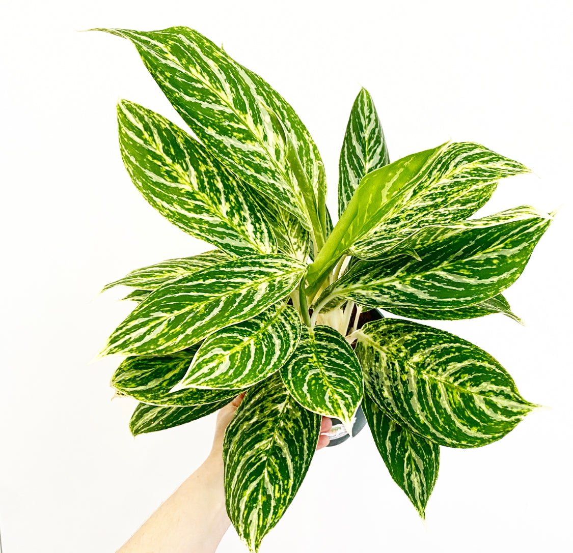 Aglaonema 'Golden Madonna' – The Plant Lady SF