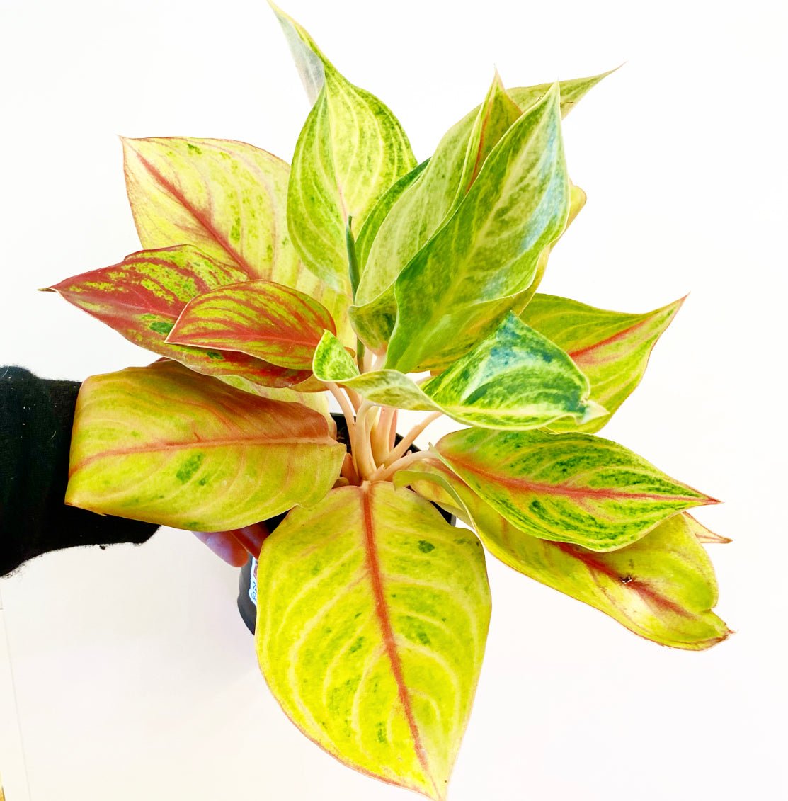 papaya aglaonema Aglaonema 'Golden Papaya' – The Plant Lady SF