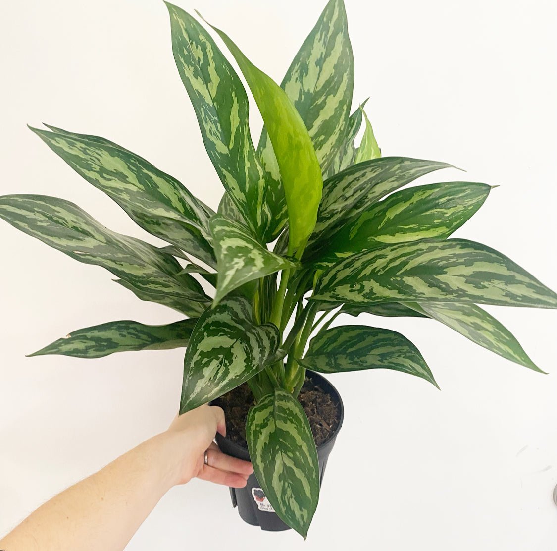aglaonema tigress flower Aglaonema 'Tigress'