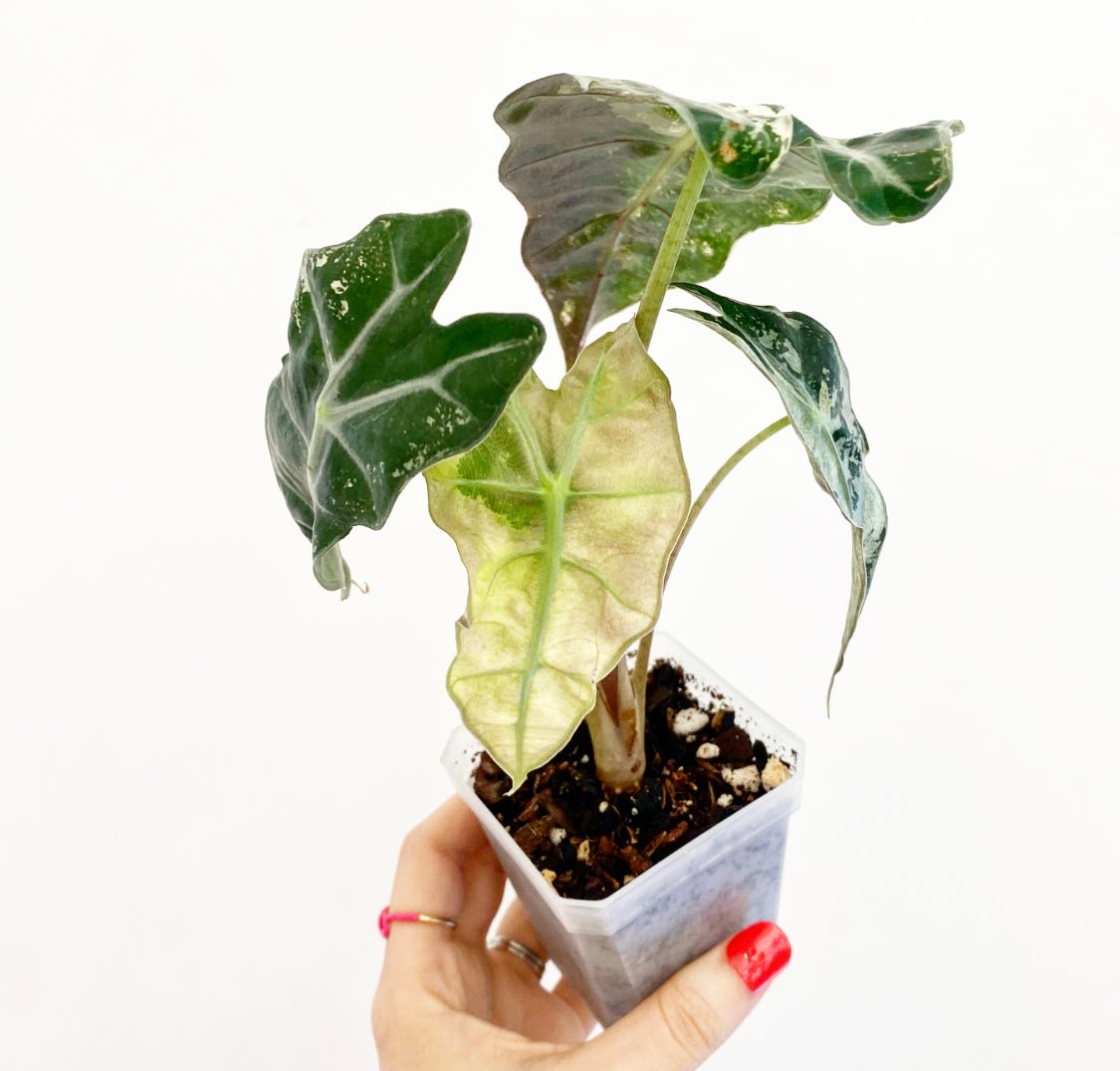 Alocasia amazonica 'Variegata - The Plant Lady SF